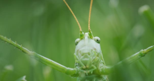 Portrait Large Green Locust Head Close Frame — Stock Video