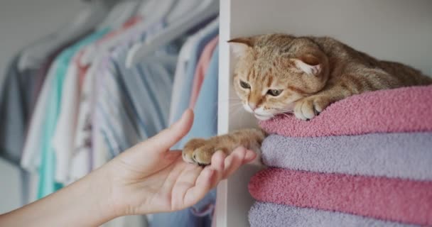 Ιδιοκτήτης Παίζει Μια Γάτα Τζίντζερ Οποία Βρίσκεται Ένα Ράφι Πετσέτες — Αρχείο Βίντεο