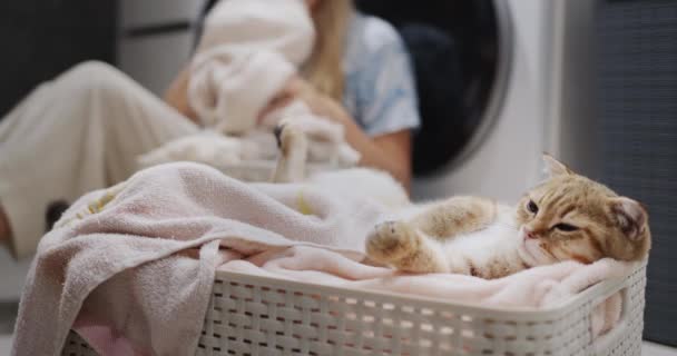 Ingefära Katt Vilar Tvättkorg Bakgrunden Värdinnan Sortera Tvätt För Tvätt — Stockvideo