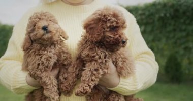 Hayvan sahibi elinde iki sevimli kahverengi köpek yavrusu tutuyor..