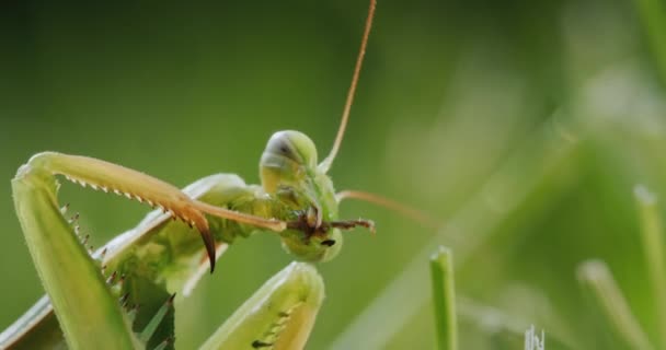 一只正在祈祷的螳螂的特写 一种捕食性昆虫 洗净他的爪子 — 图库视频影像