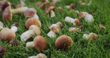 Taze toplanmış yabani mantarlar çimlerin üzerinde yatıyor..