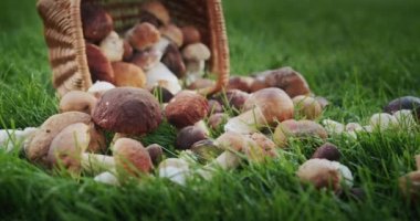 Çimlere saçılmış orman mantarlarıyla dolu bir sepet..