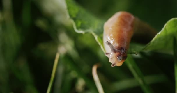Increíble Animal Babosa Arrastra Sobre Hierba Verde Vídeo — Vídeo de stock