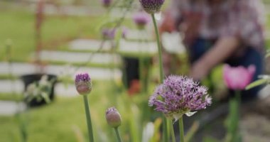 Bir arı bahçede bir çiçeğin üzerinde otluyor, arka planda bir kadın bahçesine çiçek ekiyor..