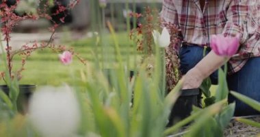 Bahçesine çiçek eken bir kadın bahçıvanın elleri..