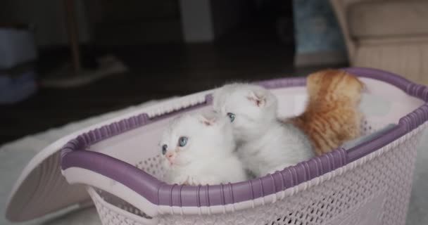 Leuke Kittens Kijken Aandachtig Vanuit Mand Video — Stockvideo