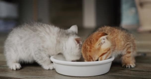 Due Gattini Mangiano Cibo Una Ciotola Sul Pavimento — Video Stock