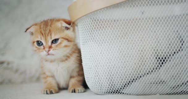 Small Kitten Peeks Out Basket Cute Pet — Stock Video