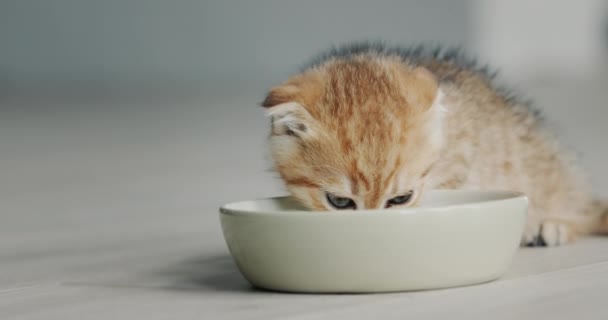 Pequeno Gatinho Come Comida Uma Tigela Chão Casa — Vídeo de Stock