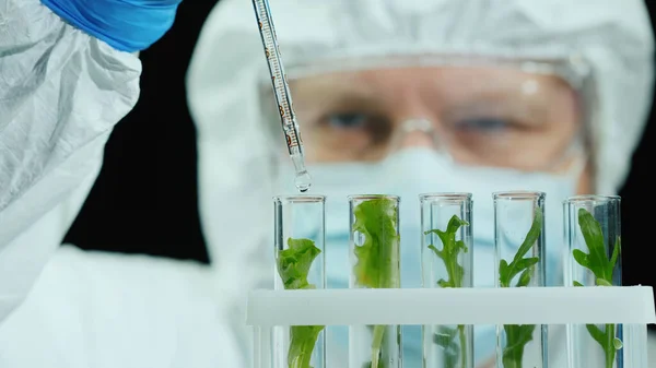 Wissenschaftler Forscht Mit Pflanzen Labor — Stockfoto