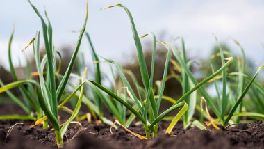 Sarımsak, mavi gökyüzüne karşı bahçede olgunlaşıyor..
