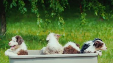 Birkaç komik köpek yavrusu resimli bir yerde banyo yapıyor...