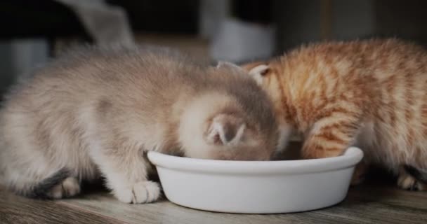 Beautiful Fluffy Kittens Eat Bowl Video — Stock video