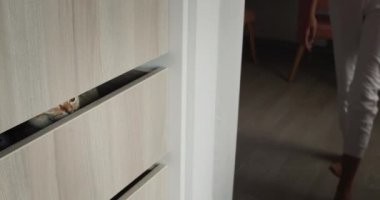 Funny red cat hid in a drawer for clothes in the dressing room.