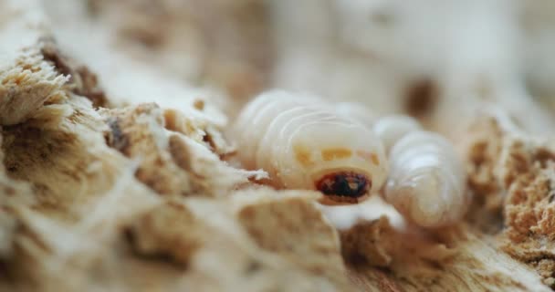 Grinder Beetle Larva Rotten Tree Video — Vídeo de stock