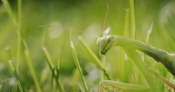 Praying Mantis Hides Green Grass Blends Background — Stock Video
