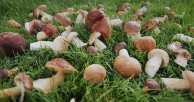 Taze toplanmış yabani mantarlar çimlerin üzerinde yatıyor..