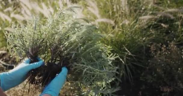 园艺师持着薰衣草幼苗 秋天播种在花园里 顶部视图 — 图库视频影像