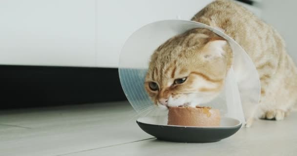Kočka Speciálním Kočičím Obojku Zvířecí Rehabilitace Operaci — Stock video
