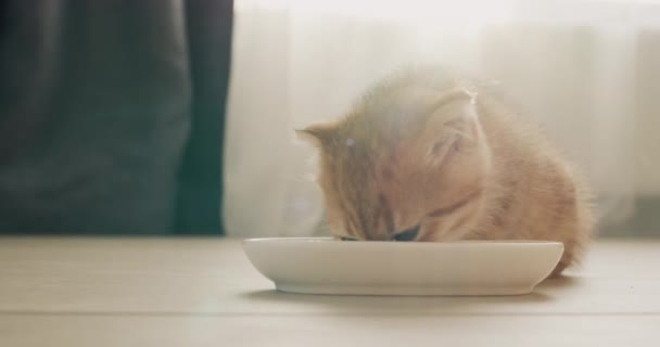 Petit Chaton Roux Prend Son Petit Déjeuner Près Fenêtre Lumière — Video