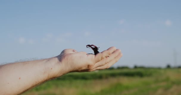 Gran Escarabajo Ciervo Arrastra Mano Anhelando Libertad Concepto Naturaleza — Vídeos de Stock