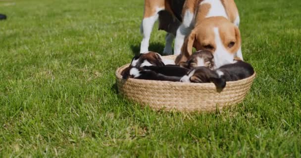 Een Verzorgende Beagle Dog Likt Zijn Puppies — Stockvideo
