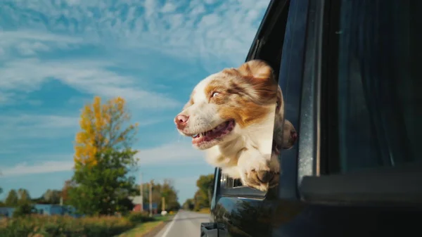 Собака Смотрит Окно Машины Путешествие Животным — стоковое фото