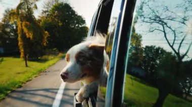 Komik çoban köpeği arabaya biniyor. Pencereden dışarı bakarken şaşırdım. 4K video