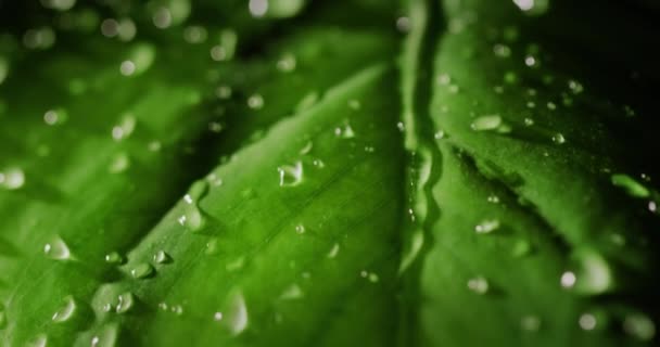 Wasser Fließt Das Grüne Blatt Der Pflanze Hinunter Nahaufnahme — Stockvideo