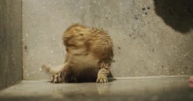 Sahibi duşta kediyle oynuyor - kedi patileriyle su püskürtülerini yakalamaya çalışıyor..