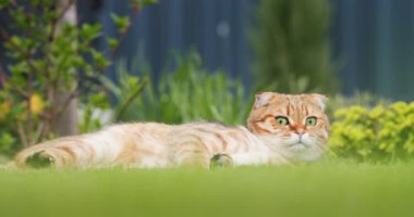 Evin arka bahçesindeki çimlerde dinlenen sevimli kırmızı kedi..