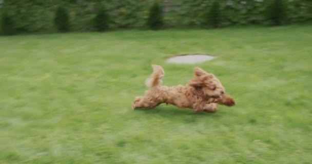 Cachorro Fresco Com Cabelos Longos Corre Longo Grama Verde Vídeo — Vídeo de Stock