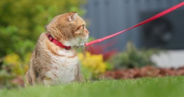 Şirin kırmızı kedi tasmayla çimenlerde yürüyor..