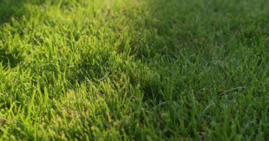 Childs 'ın ayakları yeşil çimlerde yürüyor, yürümeye yakın..