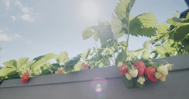 Ήλιος Φωτίζει Τις Όμορφες Ζουμερές Φράουλες Που Φυτρώνουν Στον Ψηλό — Αρχείο Βίντεο