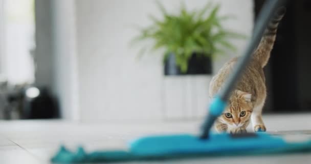 Кошка Смотрит Моют Пол Боится Швабры Прыгает Смешные Видео Домашними — стоковое видео
