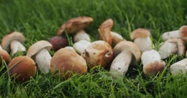 İştah açıcı orman mantarları yeşil çimlerin üzerinde yatıyor..