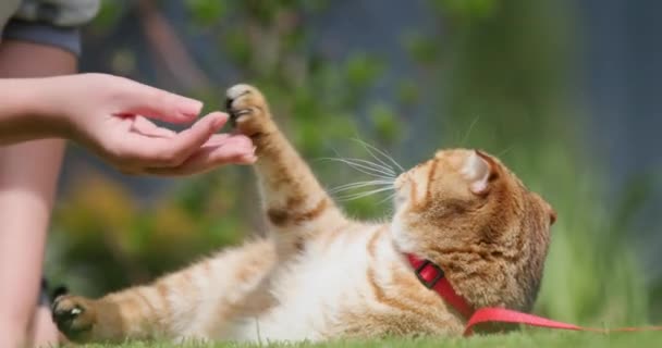 Una Mujer Está Jugando Con Gato Mascota Encuentra Césped Verde — Vídeo de stock