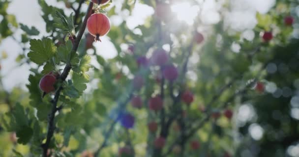 Gooseberries Ripen Branch Sun Illuminates Bush Berries — Stockvideo