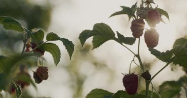 A few raspberries ripen in the sun. Farm organic products.