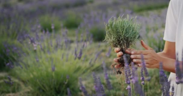 Lavandin Bushes Field Medicinal Plant Beautiful Field — Stok video