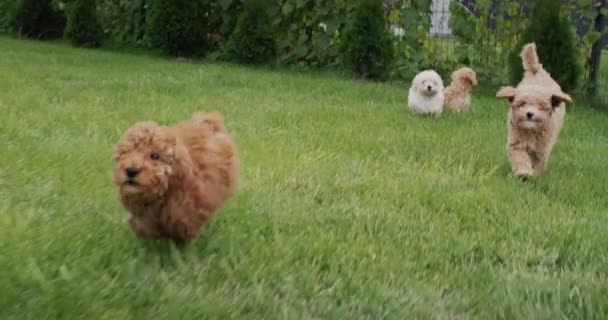 Group Cute Maltipu Puppies Run Green Grass — kuvapankkivideo