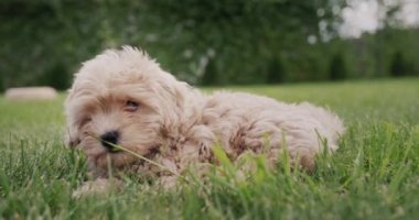 Yeşil çimlerde sevimli bir maltipu yavrusu.