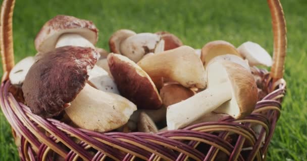 Camera Moves Slowly Basket Wild Mushrooms Which Stands Green Grass — Stock Video