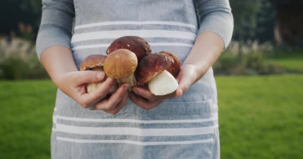 Womans Hands Holding Several Large Porcini Mushrooms Delicious Ingredient Many — Stock Video