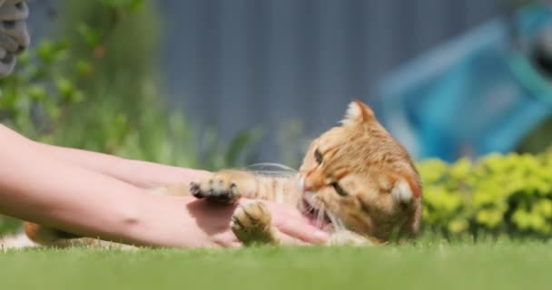 Egy Játszik Macskájával Háziállat Egy Zöld Gyepen Fekszik Ház Hátsó — Stock videók