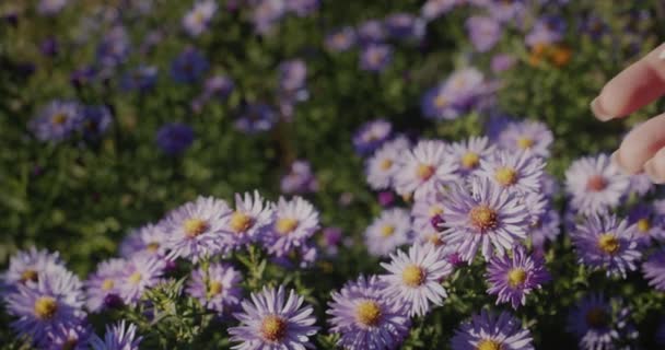 Kvinnlig Hand Vidrör Ömtålig Blomma Begreppet Fräschör Och Naturlighet — Stockvideo