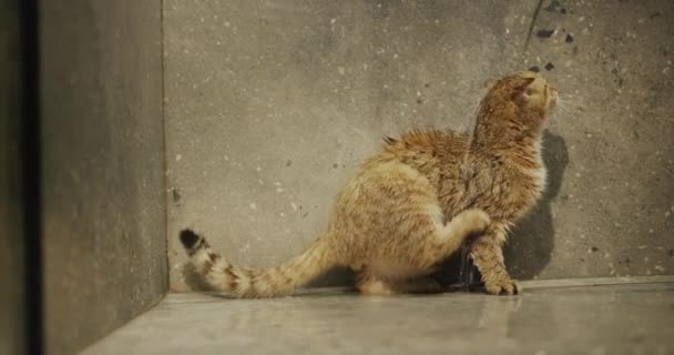 Красная Кошка Душе Лапа Моет Мокрый Мех Любящий Воду Кот — стоковое видео