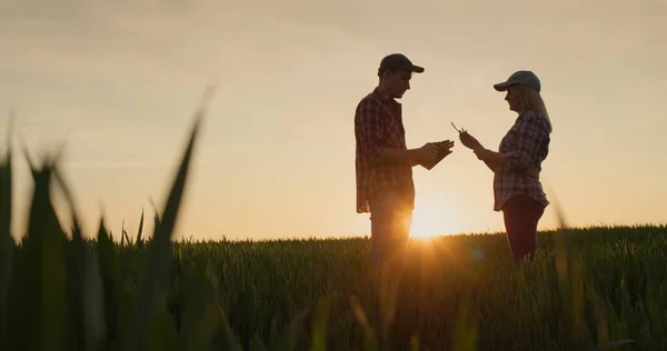 Dva Farmáři Muž Žena Komunikují Pozadí Pole Pšenice Při Západu — Stock fotografie
